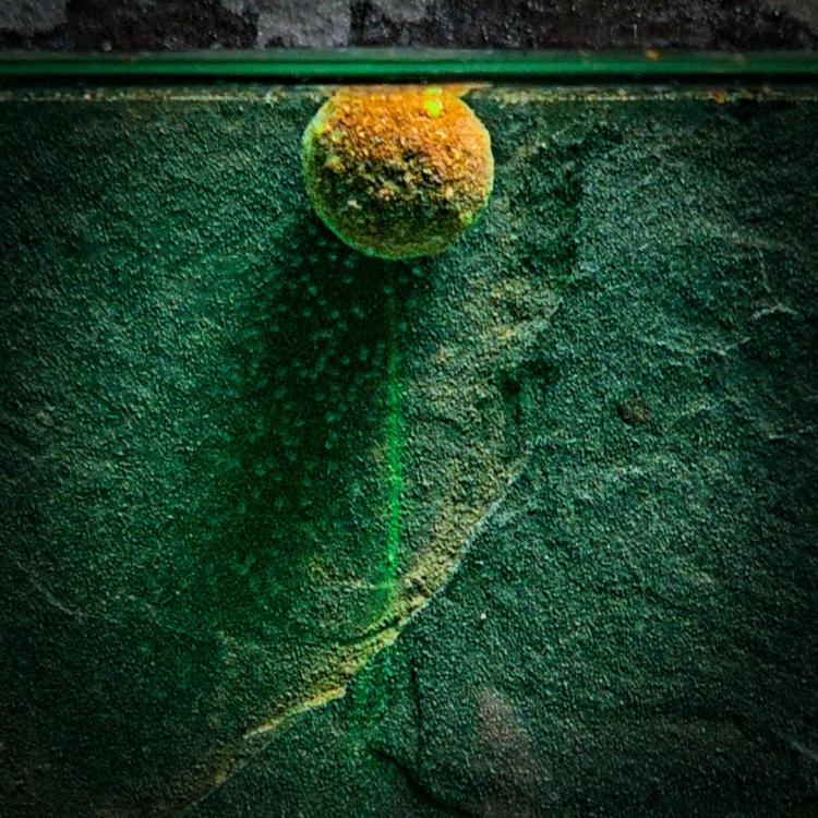 Flow Wafters Dumbells RK Baits 9mm 60ml Zoom 3.jpg