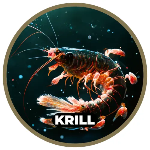 Etykieta_smak_RK_Baits_Krill.webp