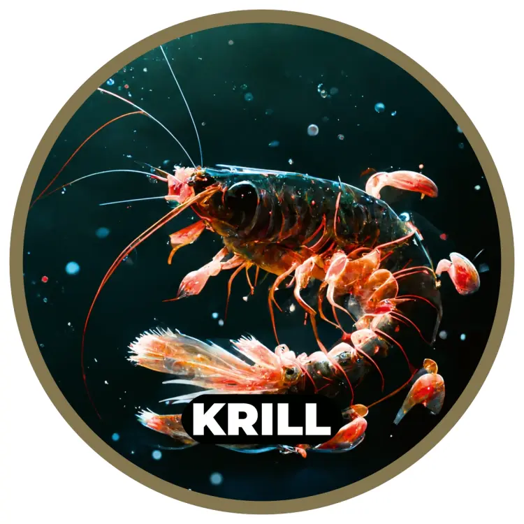 Etykieta_smak_RK_Baits_Krill.webp